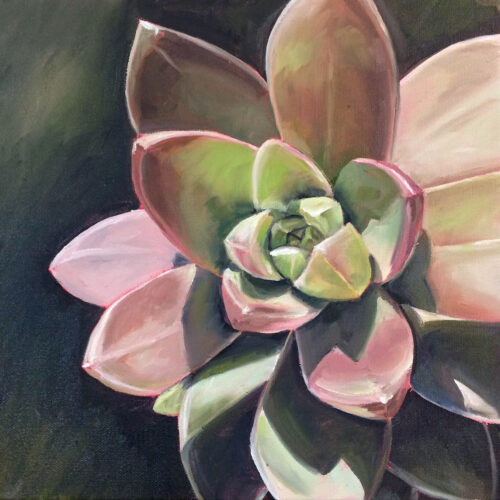 Echeveria - 12 x 12 oil on canvas