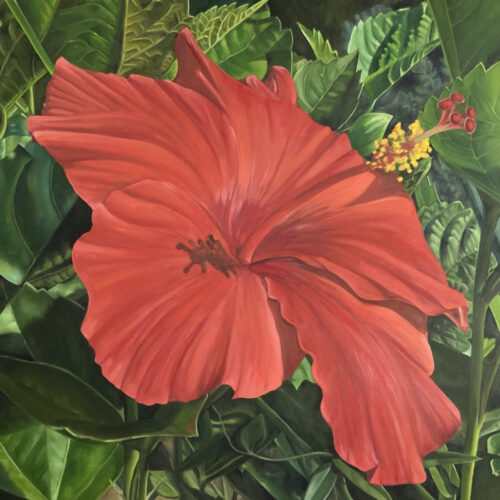 Hibiscus – Oil on canvas 36x36