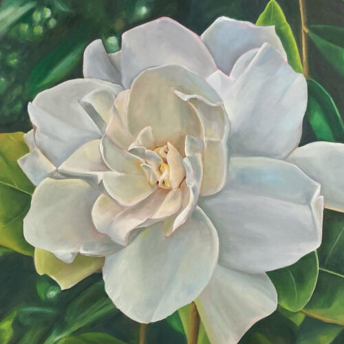 Gardenia – Oil on canvas 24 x 24